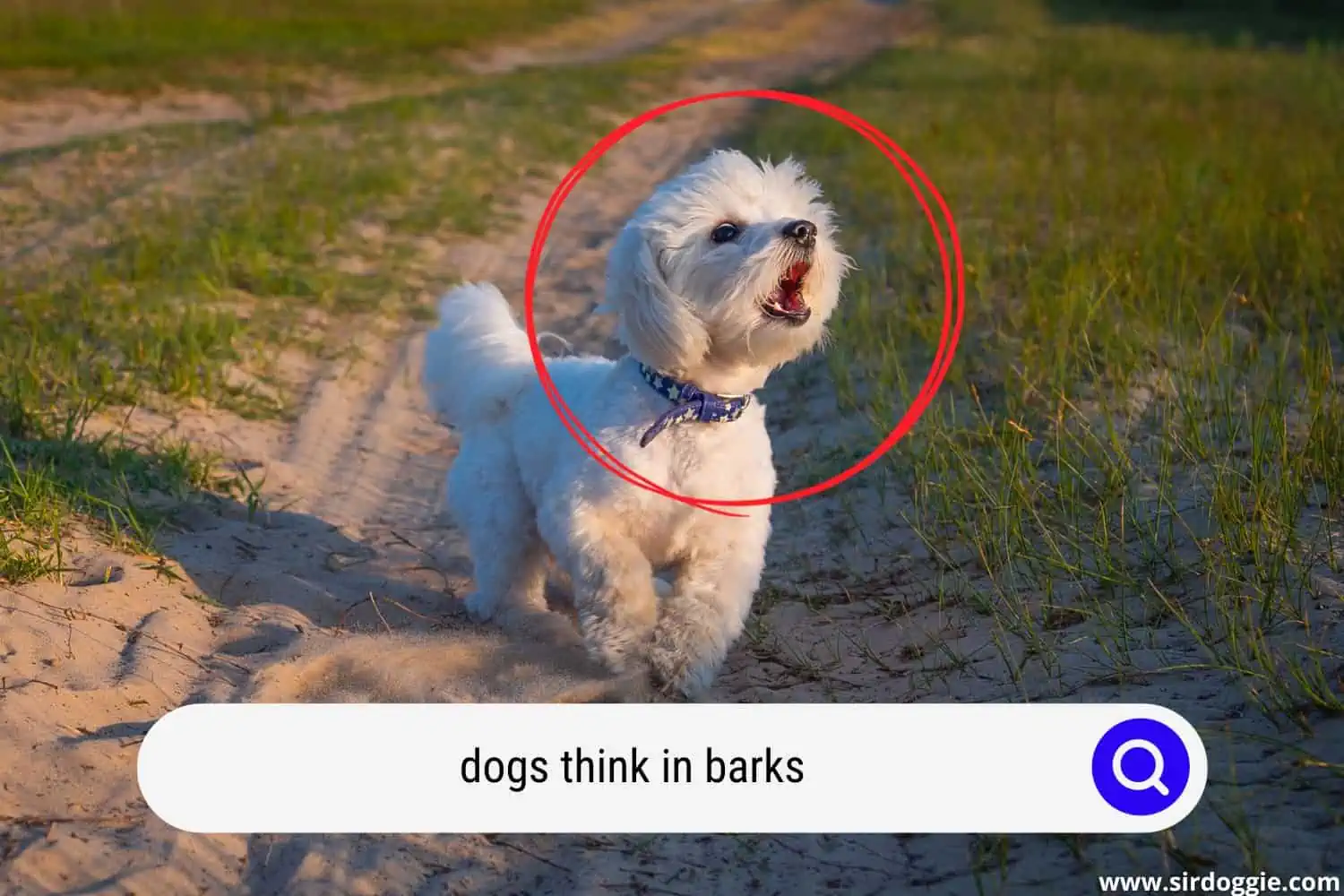 dogs think in barks
