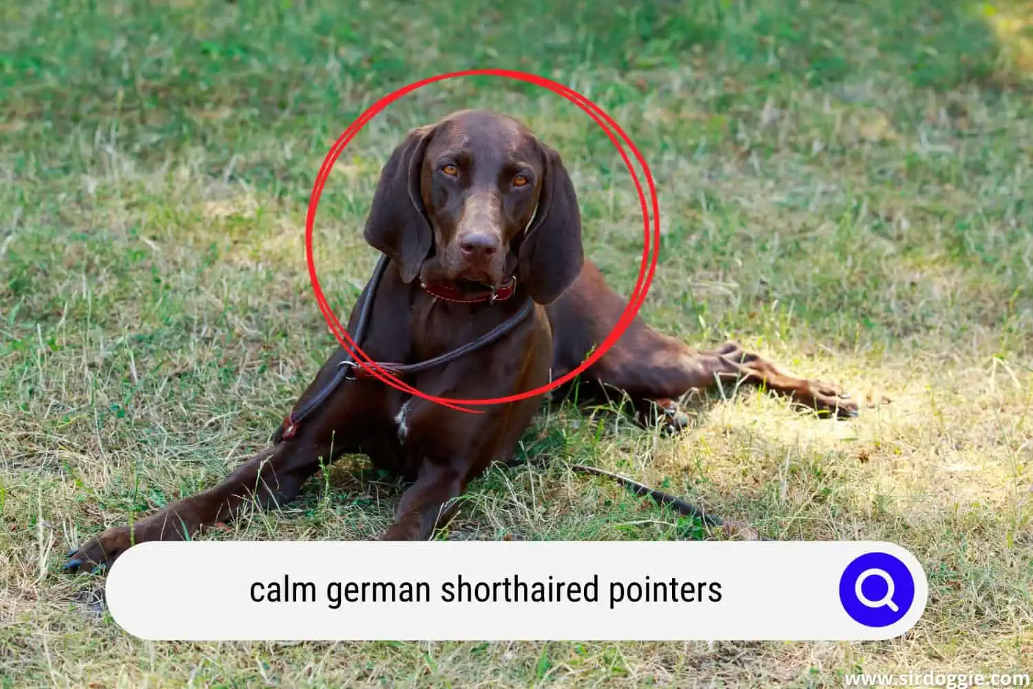 calm german shorthaired pointer dog