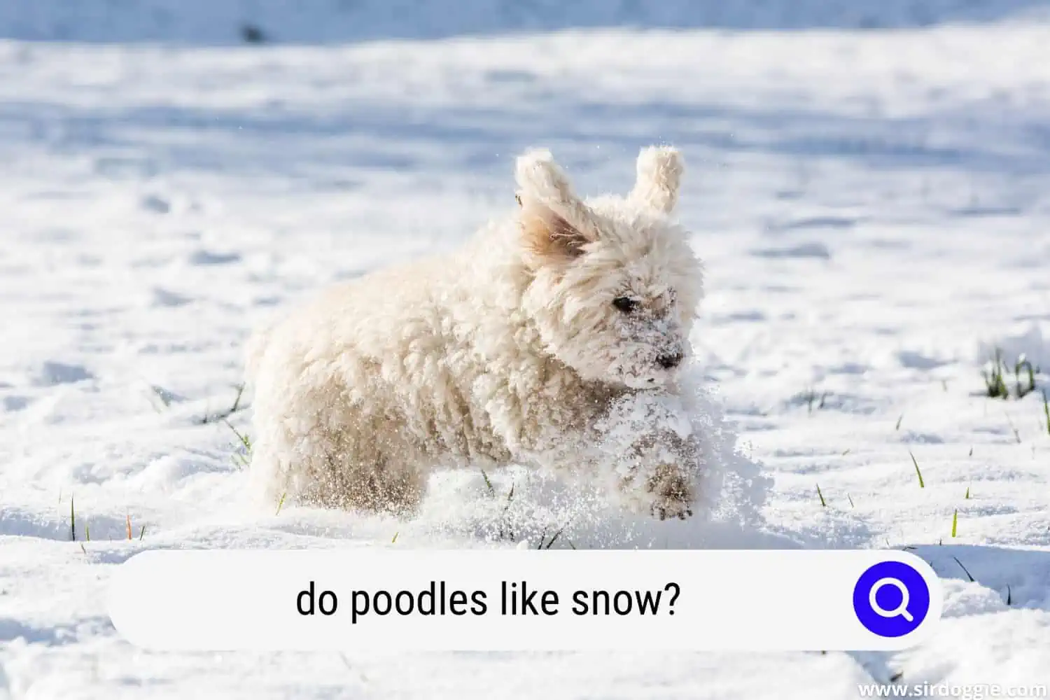 do poodles like snow