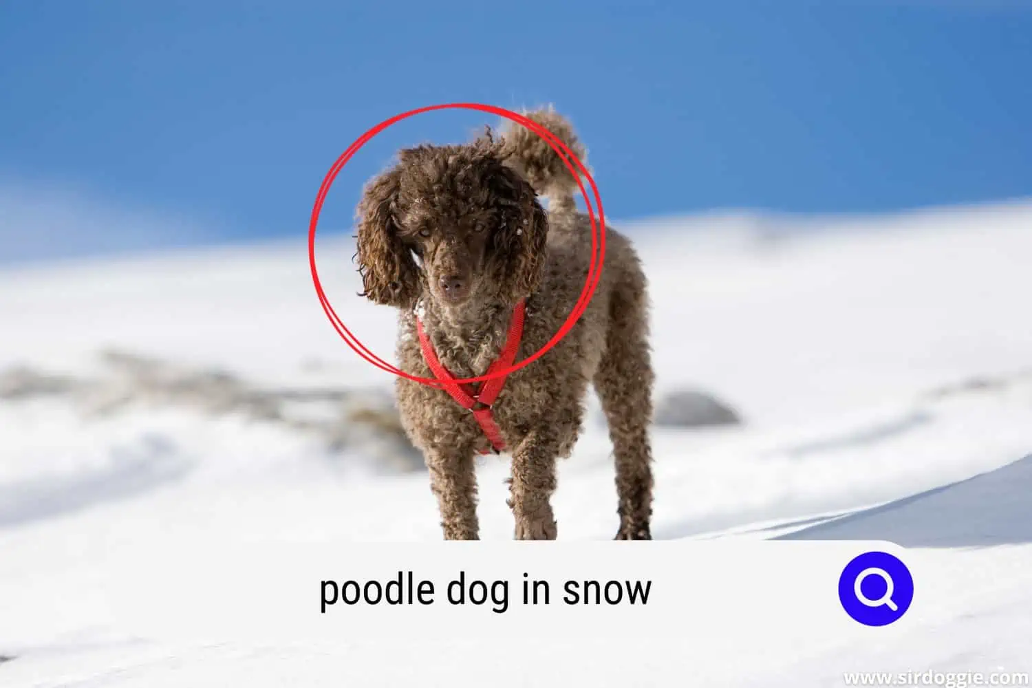 poodle dog in snow