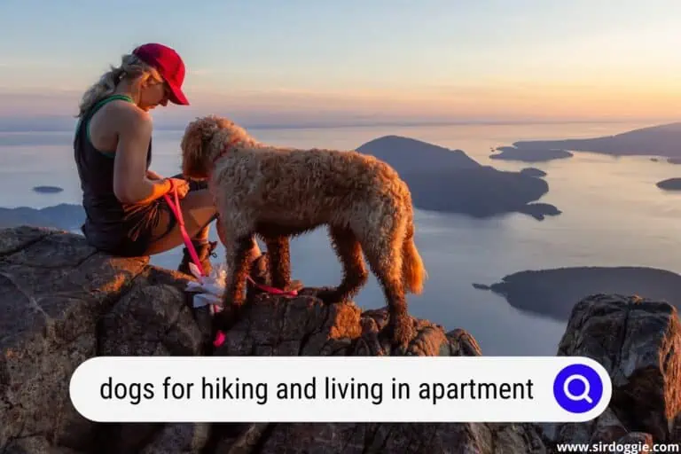 10 Best Dog Breeds for Apartment Living and Hiking