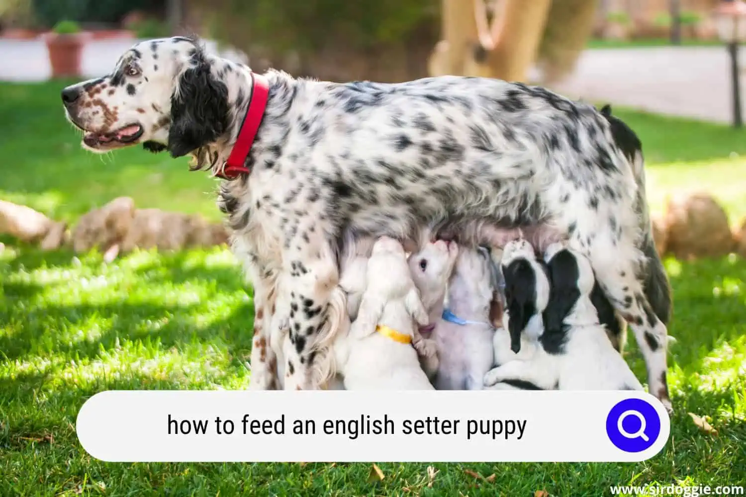 how to feed an english setter puppy
