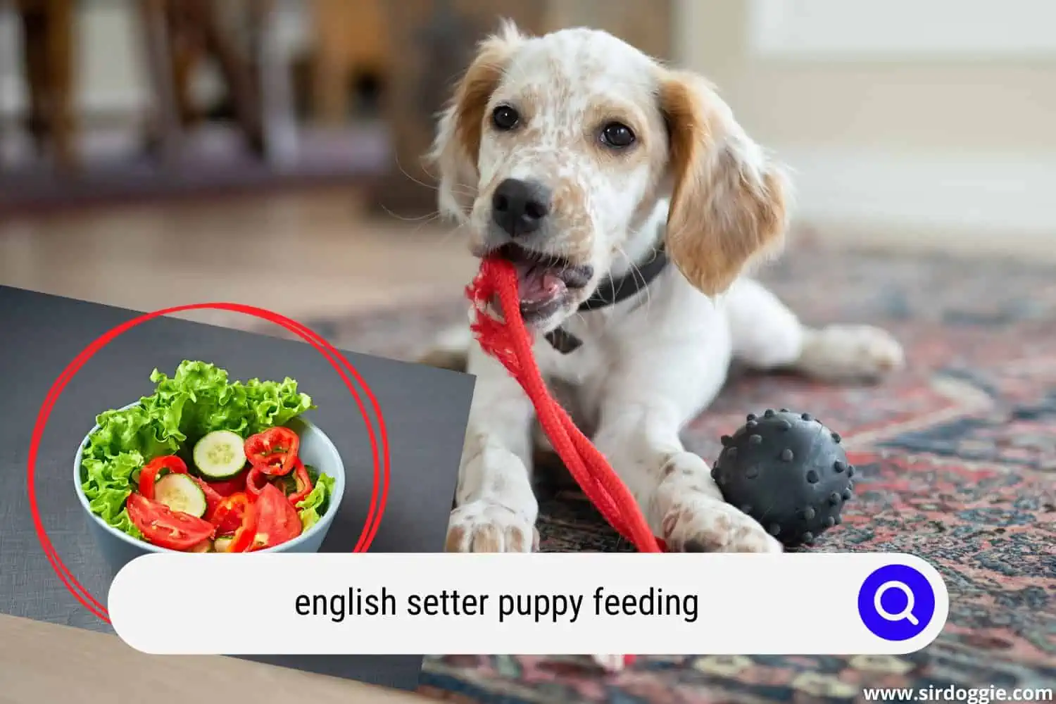 english setter puppy feeding