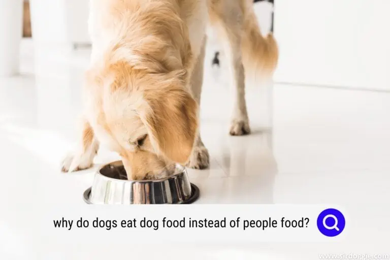 Why Do Dogs Eat Dog Food Instead of People Food?