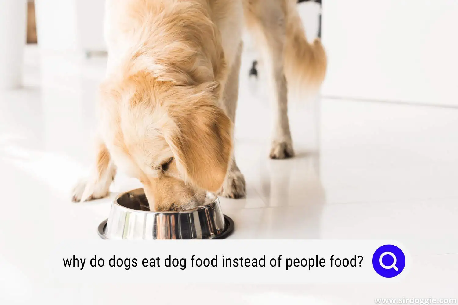 why do dogs eat dog food