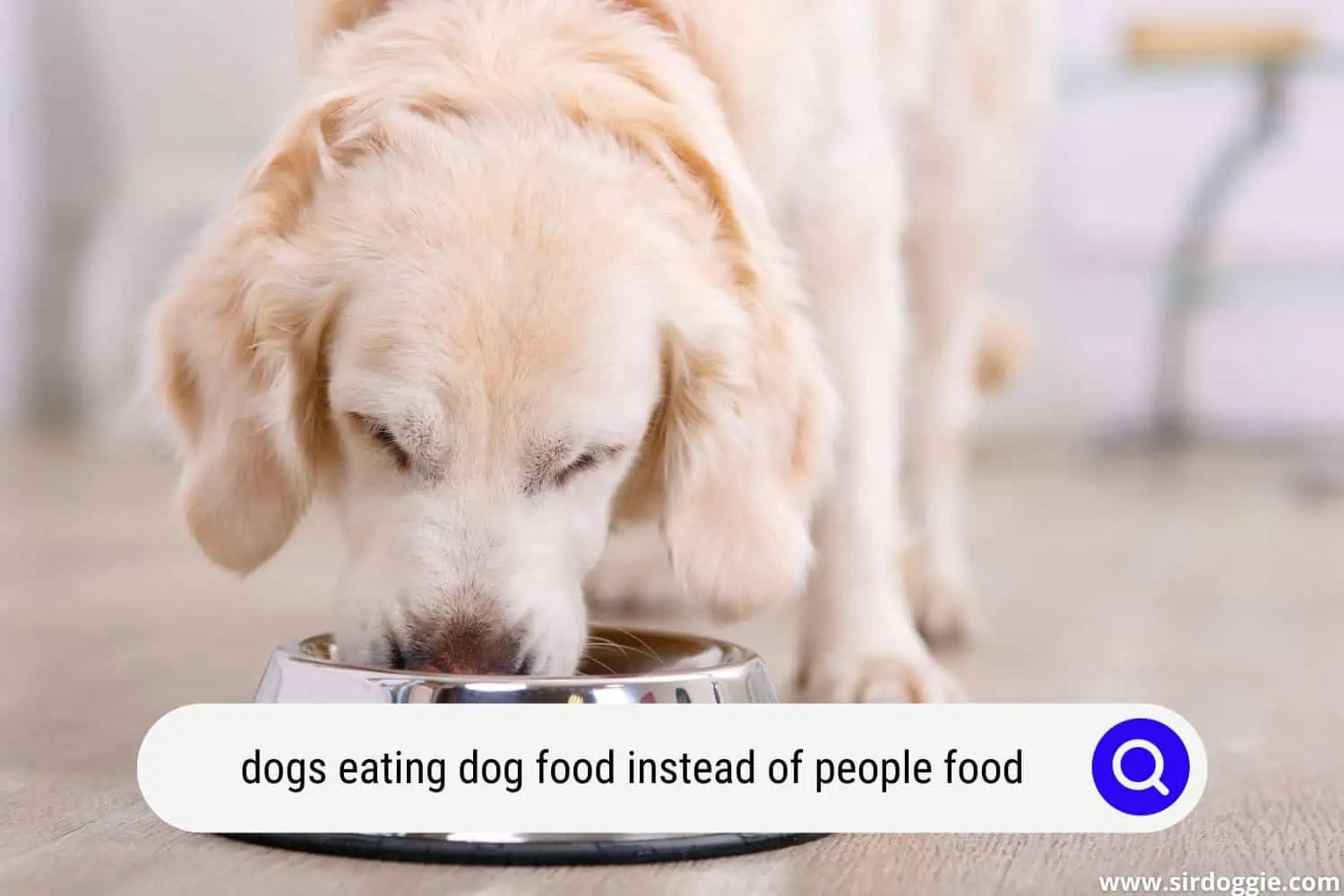 dog eating dog food
