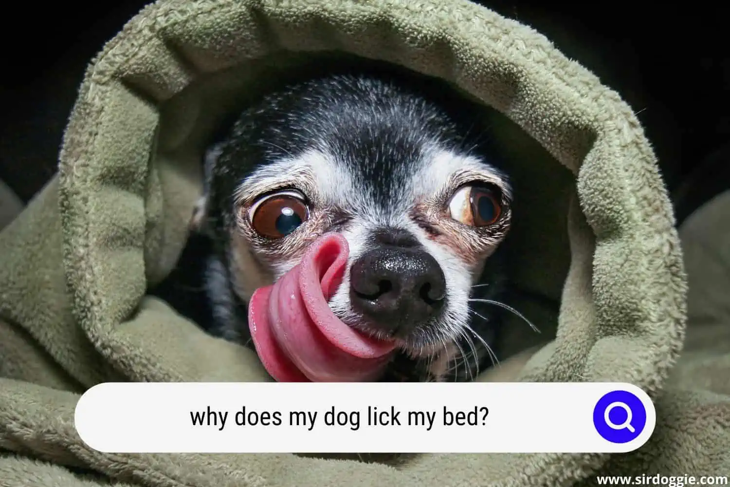 why does my dog lick my bed