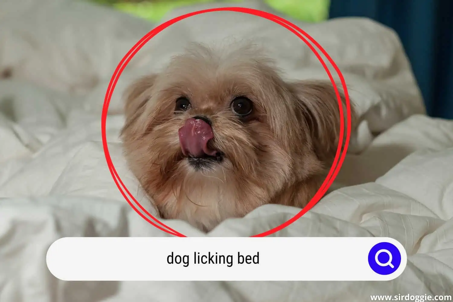 dog licking bed
