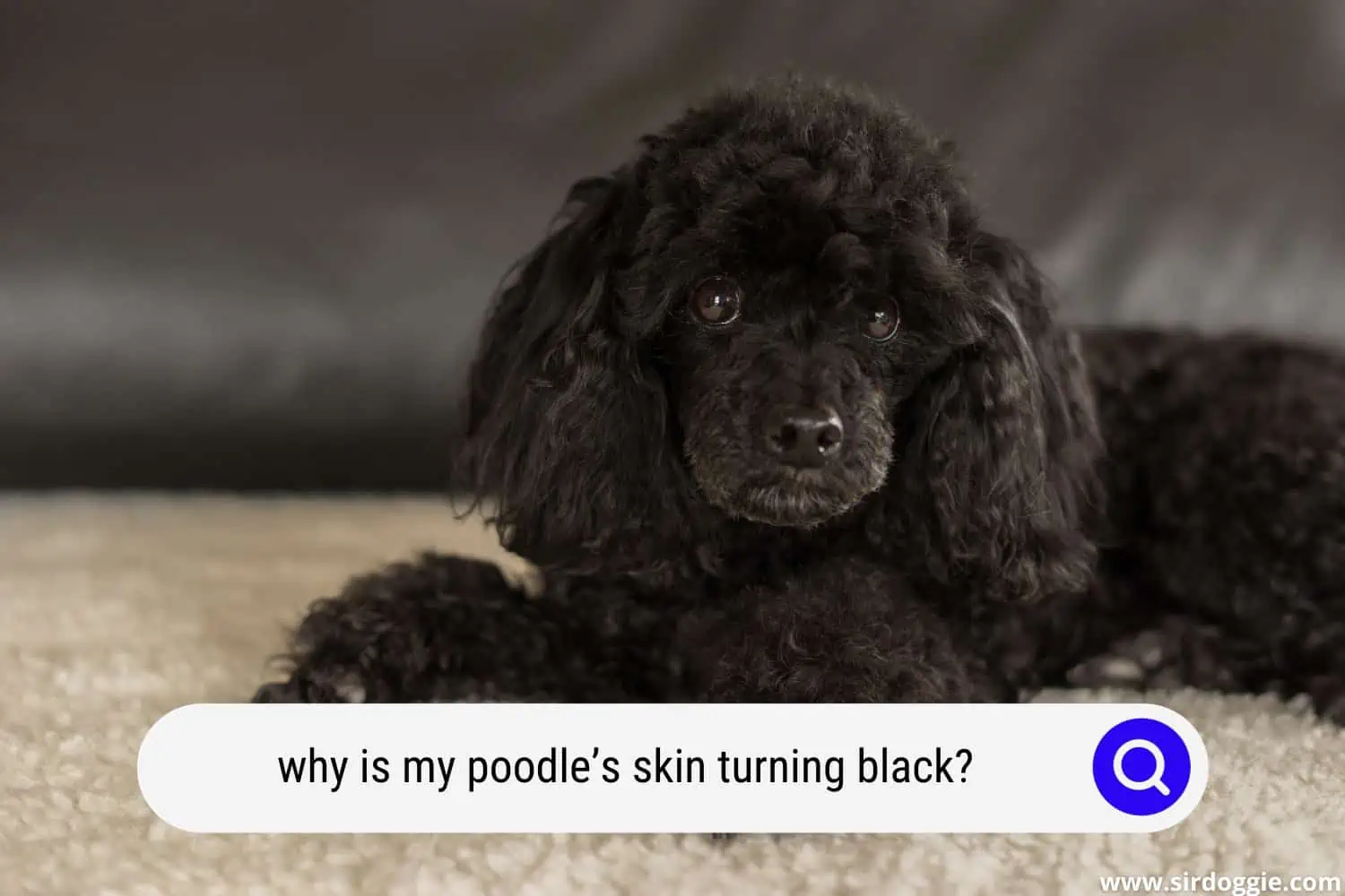 why is my poodles skin turning black