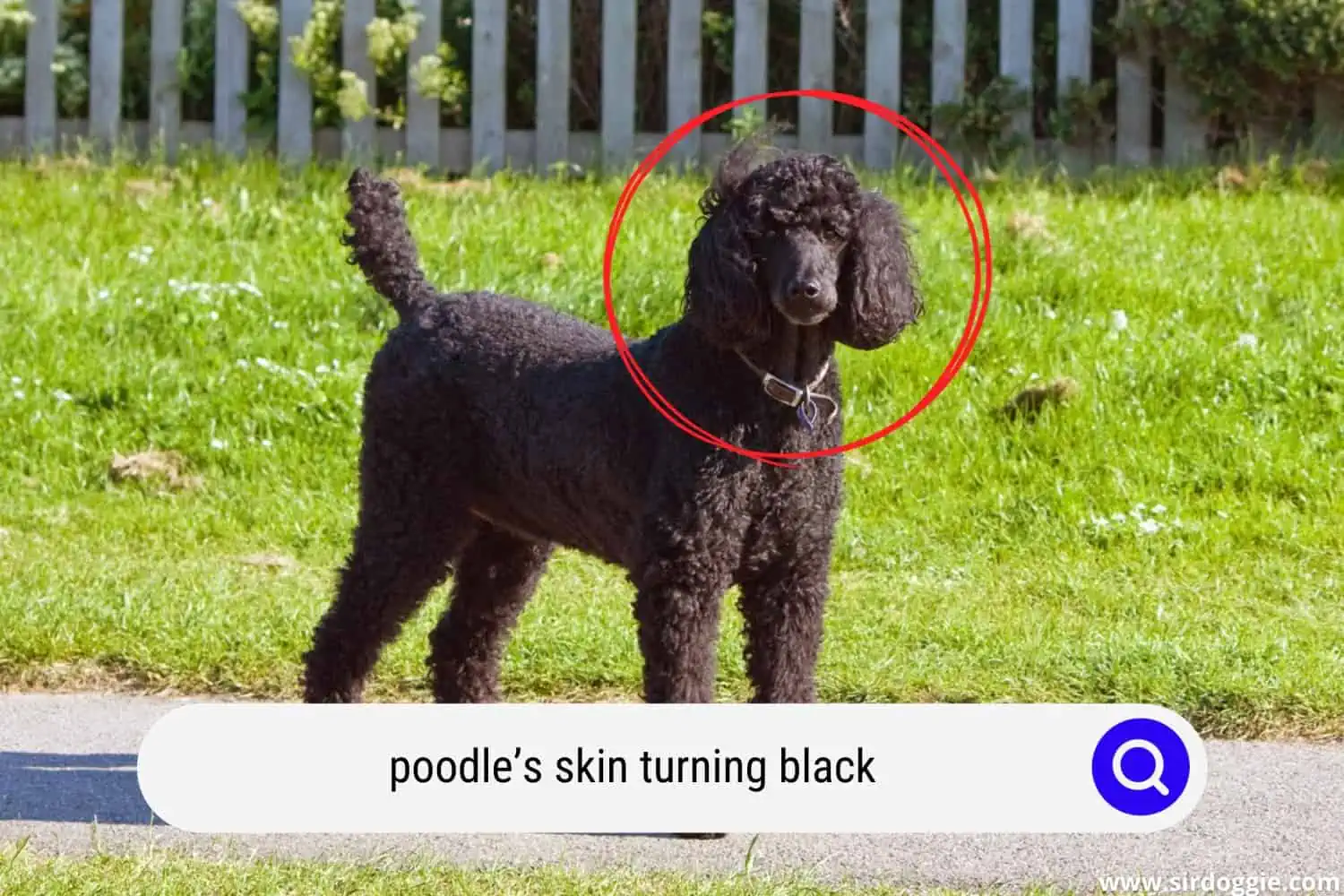 poodle's skin turning black