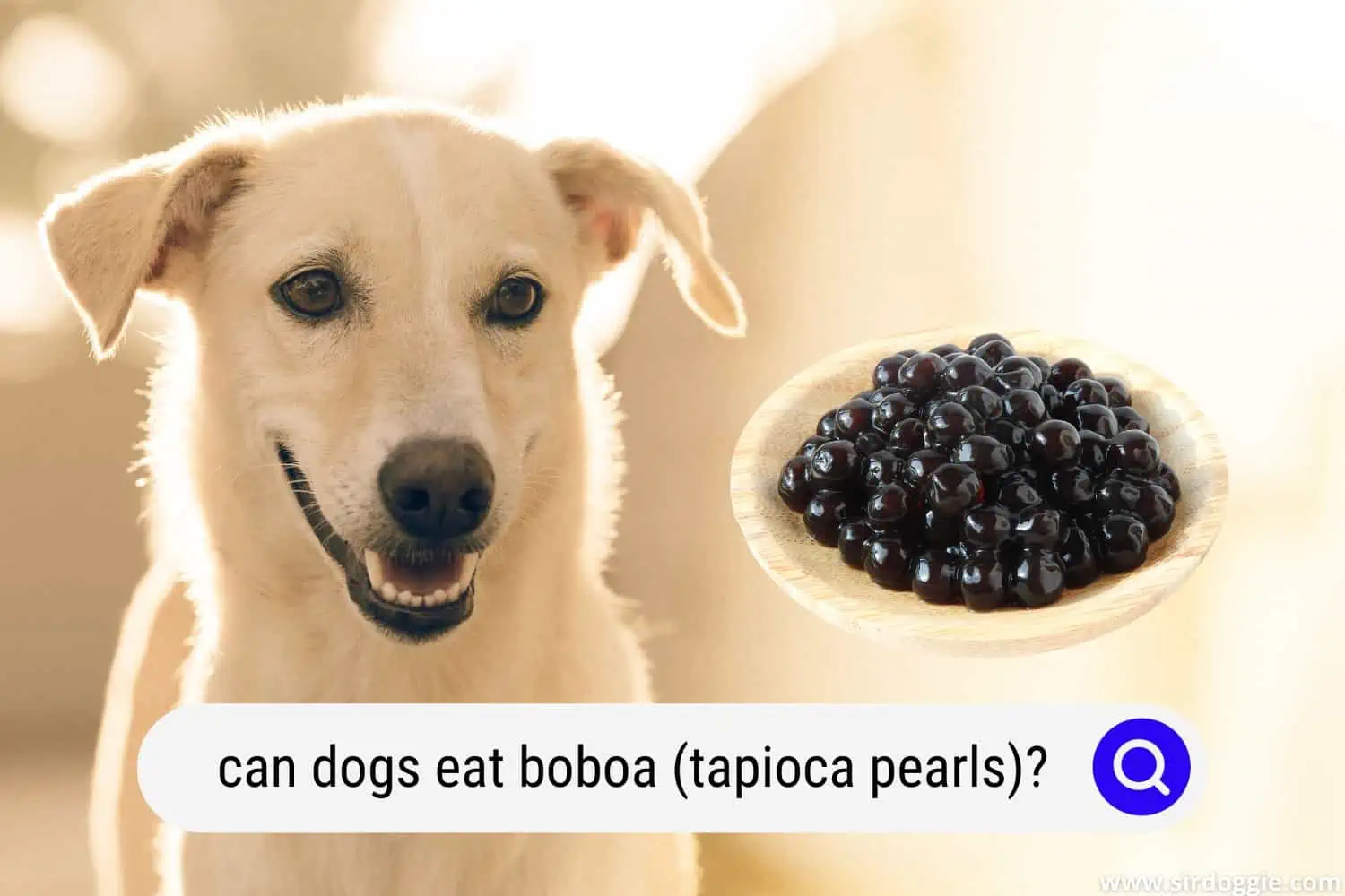boboa and dog