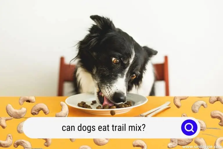 Can Dogs Eat Trail Mix? (Detailed Explanation)