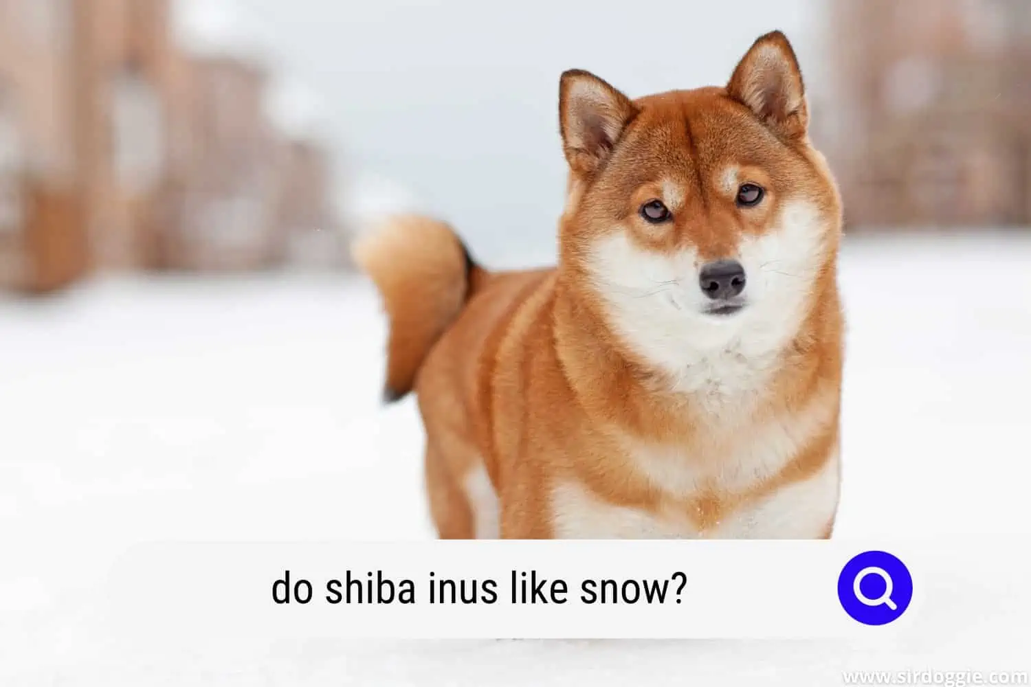 do shiba inus like snow