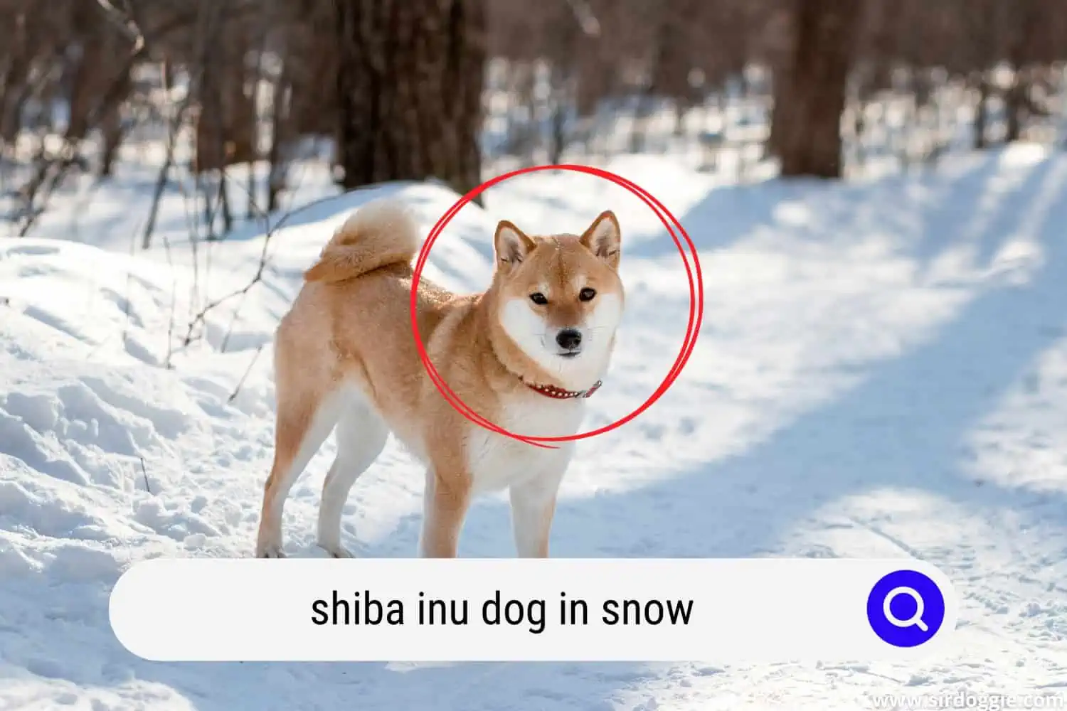 shiba inu dog walking in snow