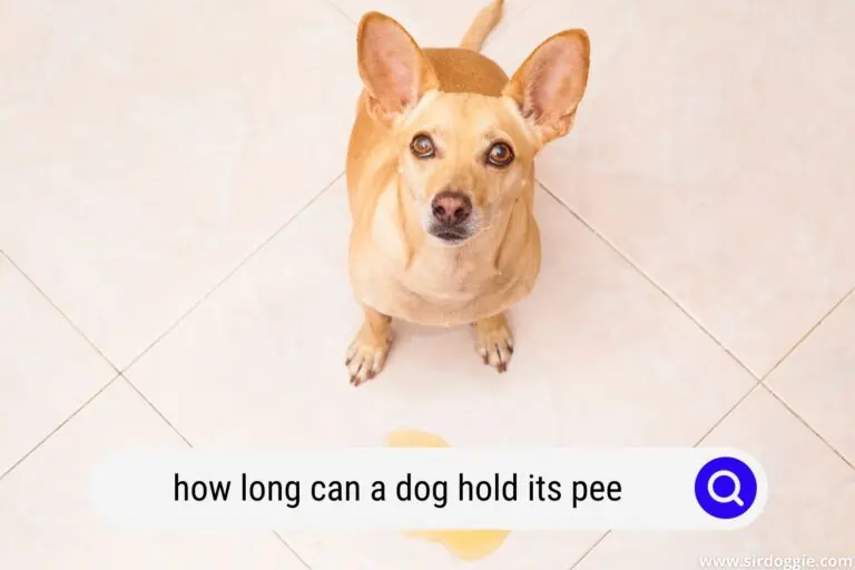 How Long Can a Dog Hold its Pee?
