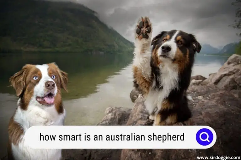 How Smart is an Australian Shepherd?