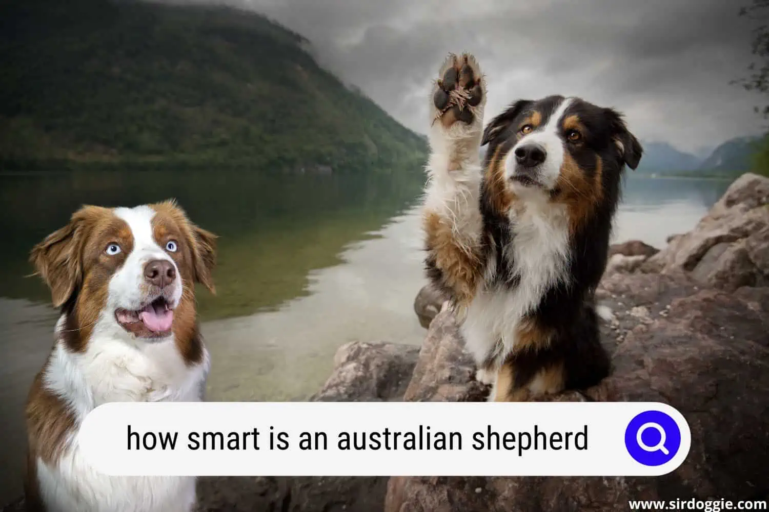 how smart is an australian shepherd