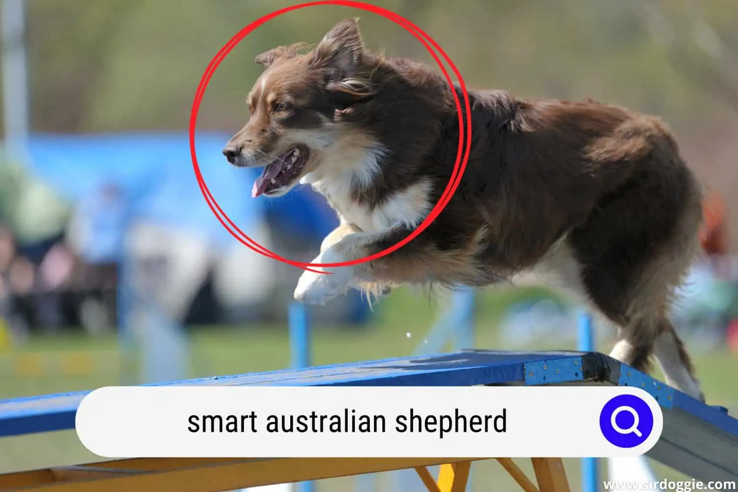 smart australian shepherd dog on training