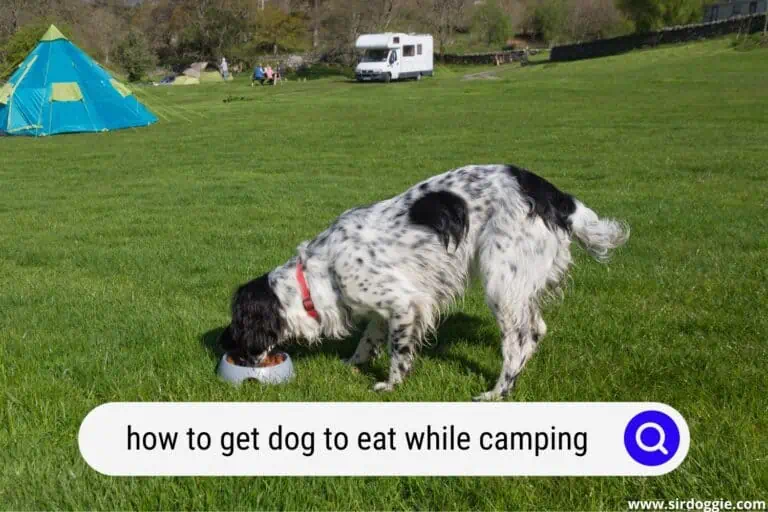 How to Get Dog to Eat While Camping