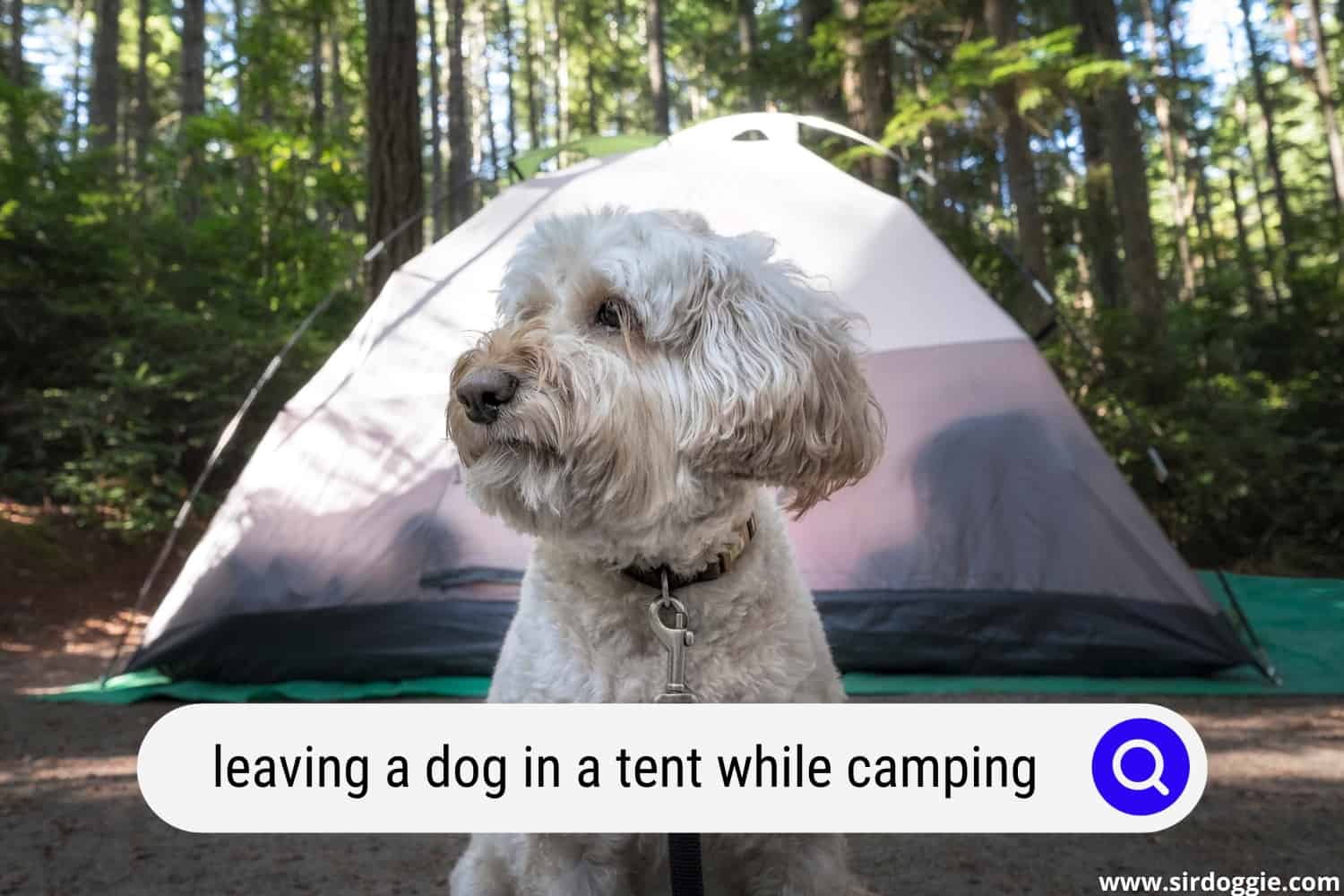 Leaving a Dog in a Tent While Camping Yes or No?