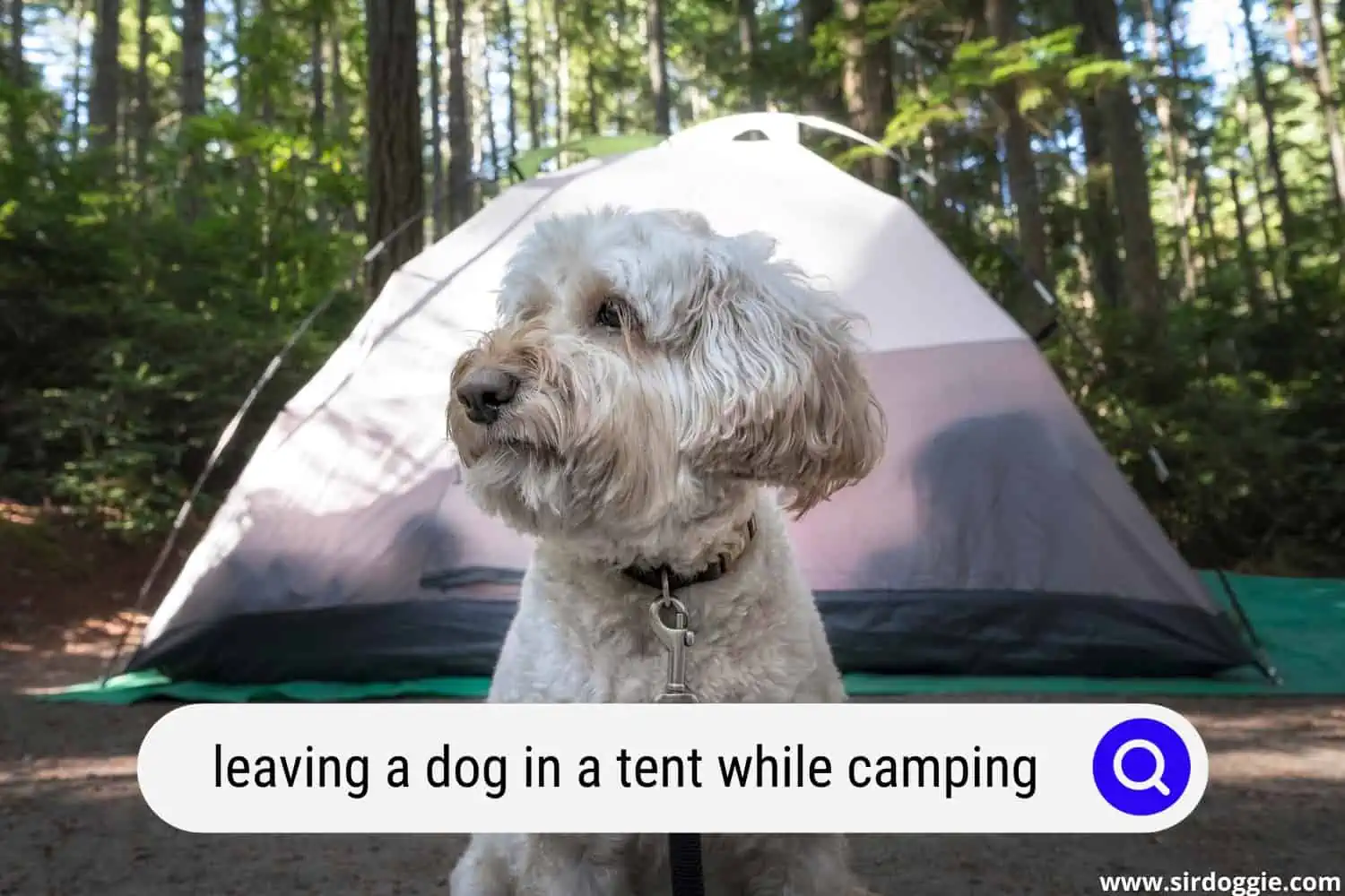 leaving dog in tent while camping