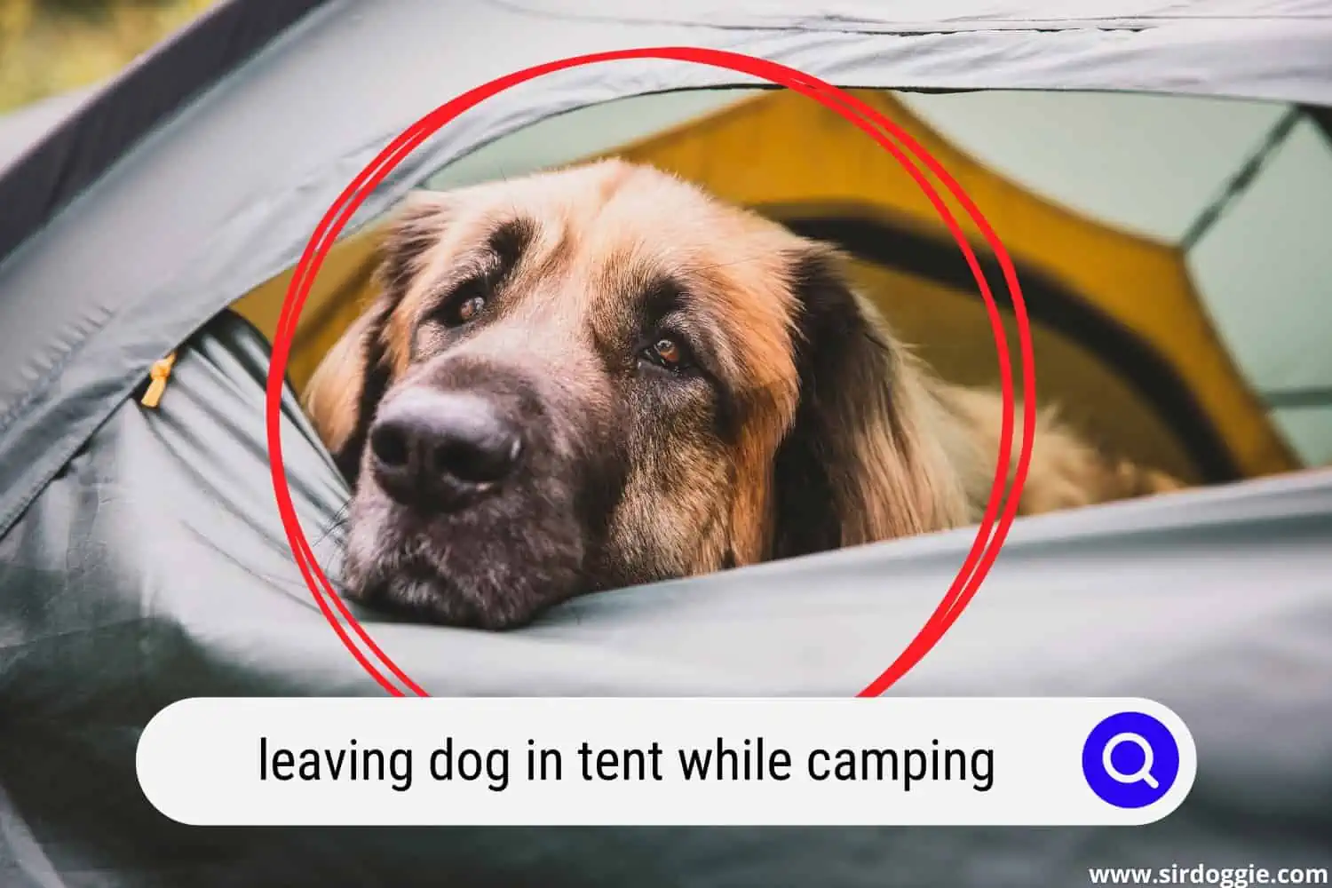 dog inside a tent