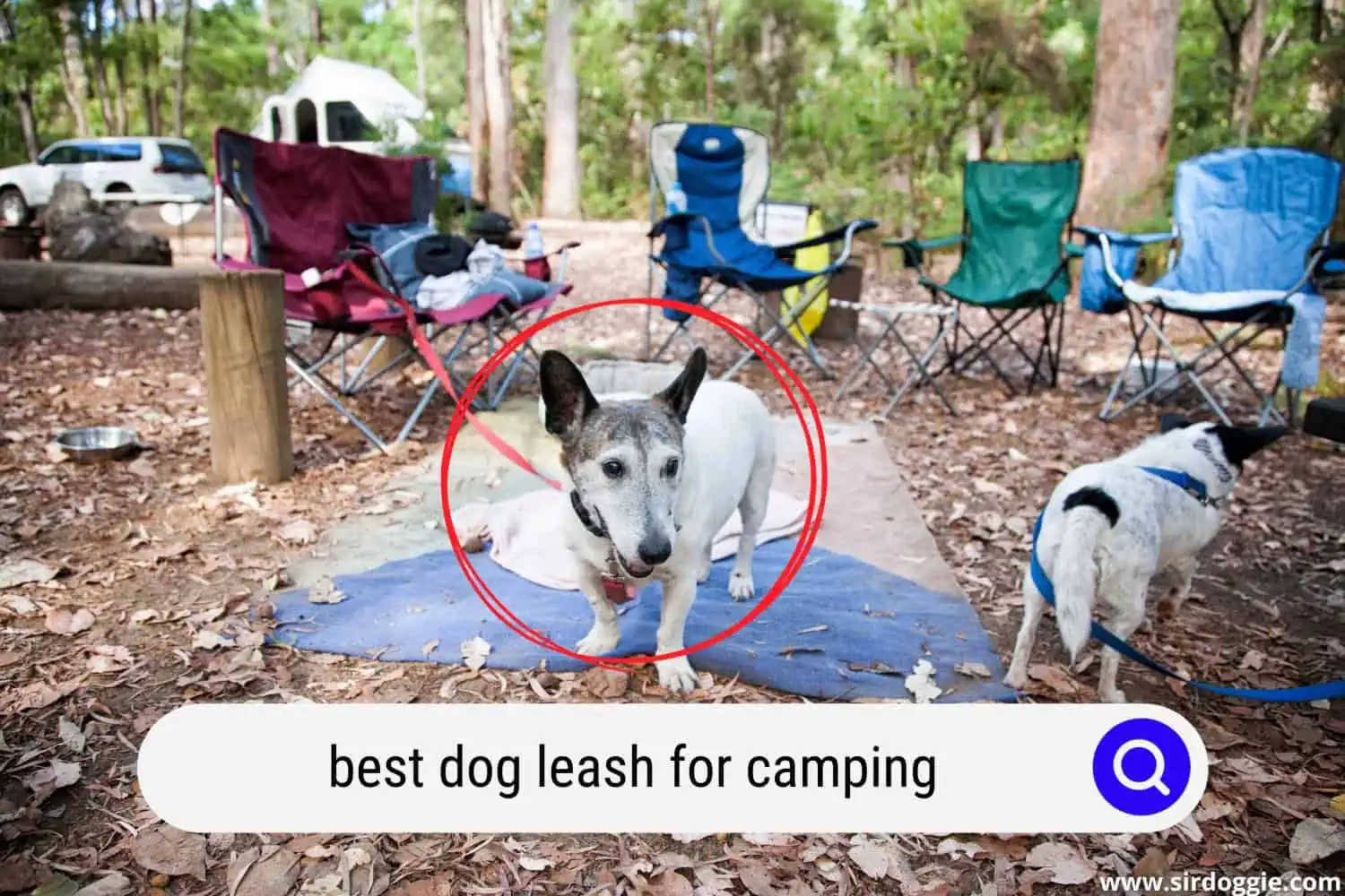 best dog leash for camping
