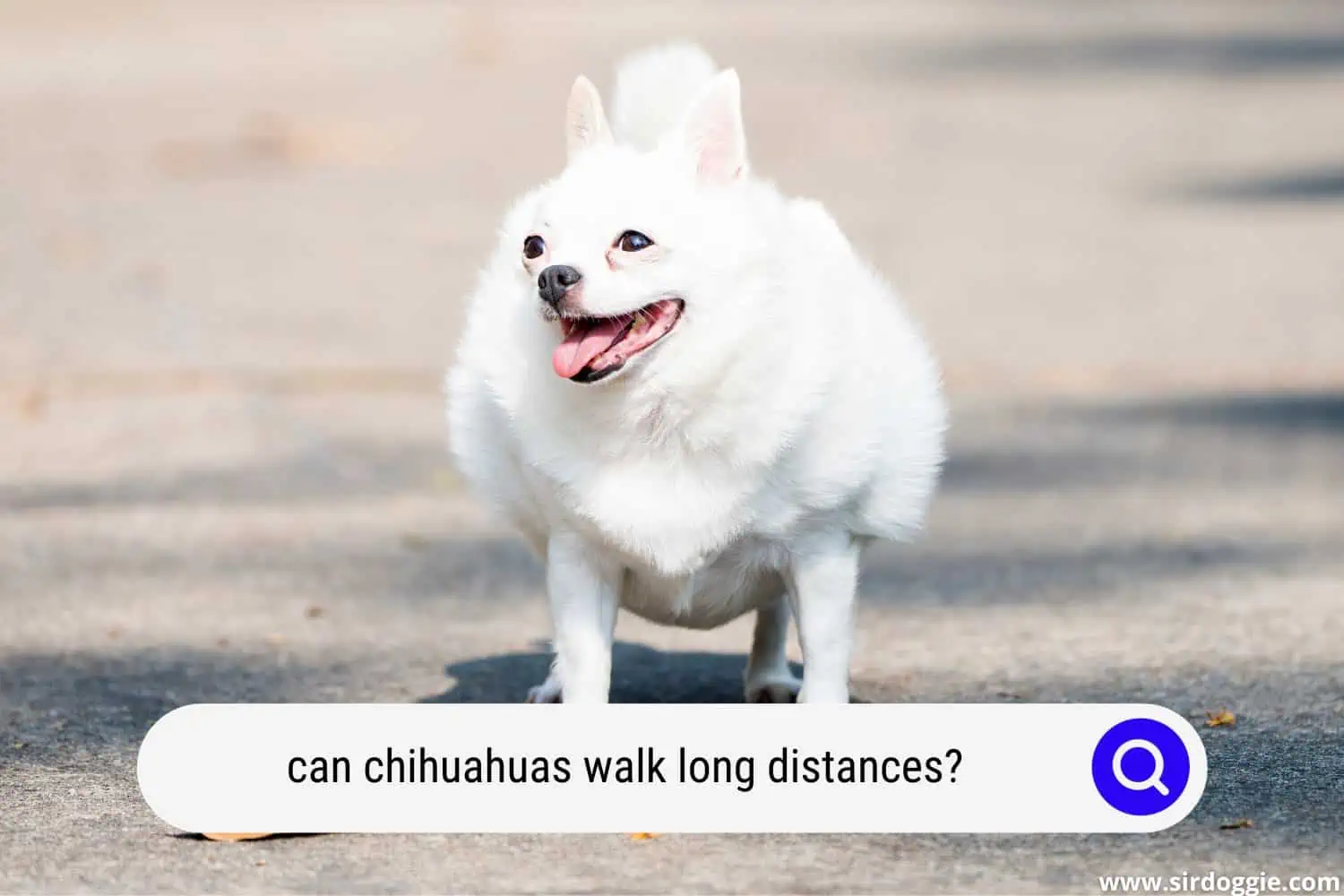 can chihuahuas walk long distances
