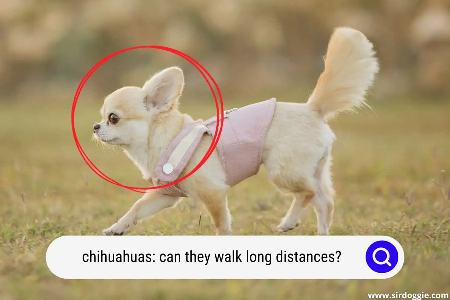 lovely chihuahua dog walking