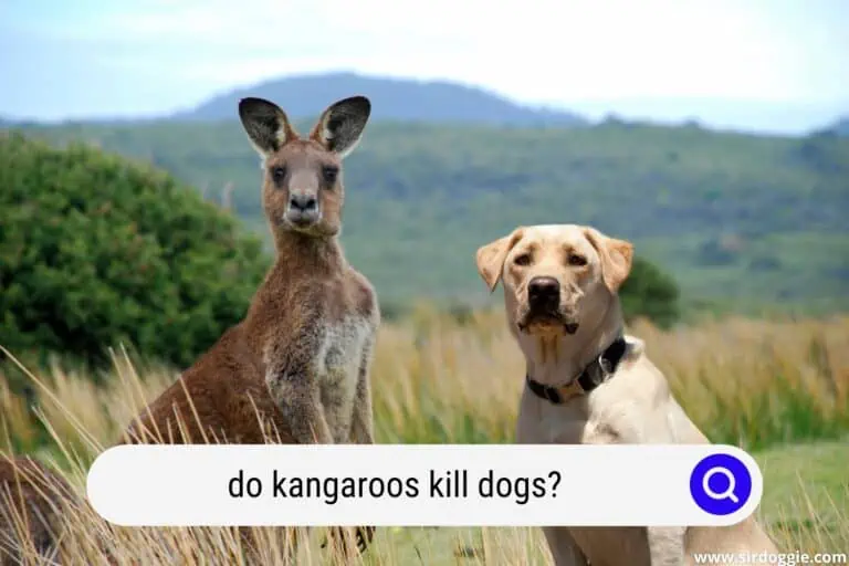 Do Kangaroos Kill Dogs? Read This First!