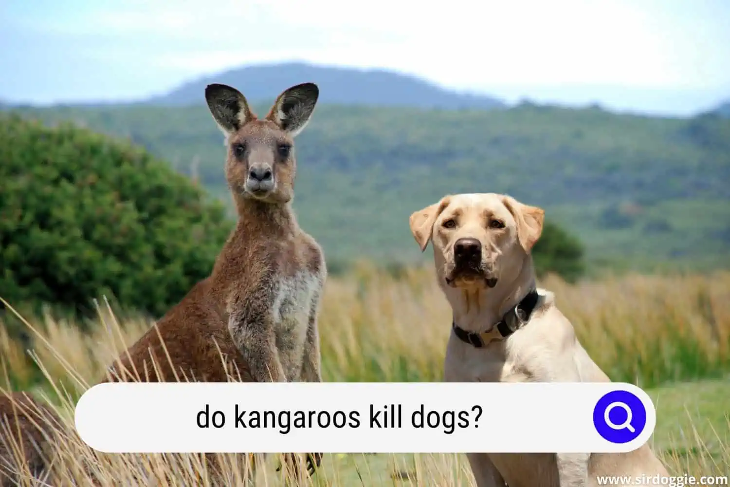 do kangaroos kill dogs