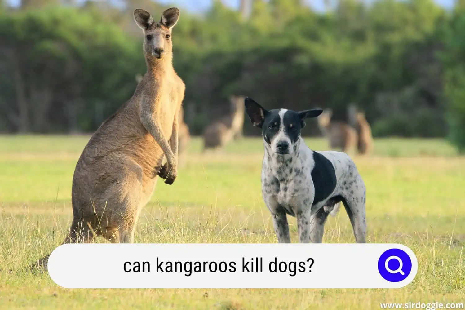 kangaroo and dog