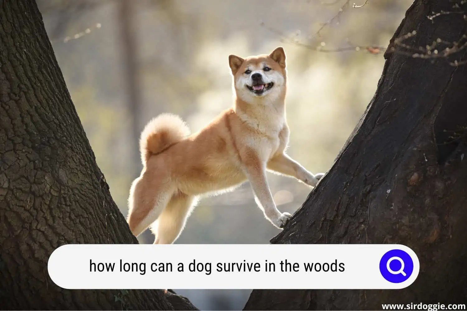 how long can a dog survive in the woods