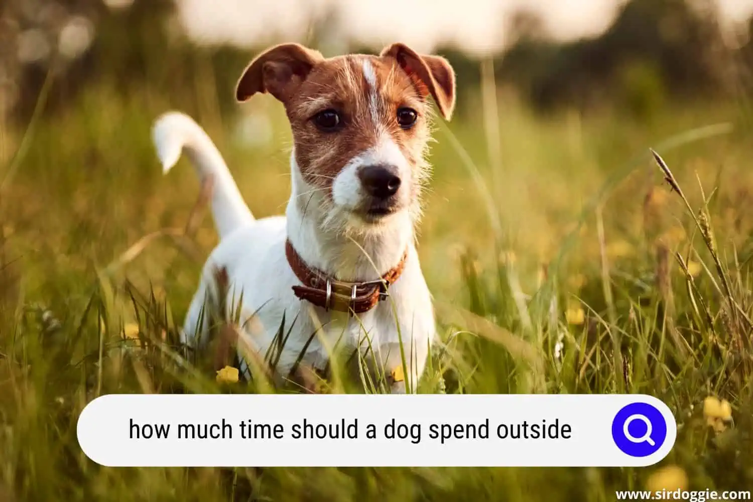 how much time should a dog spend outside