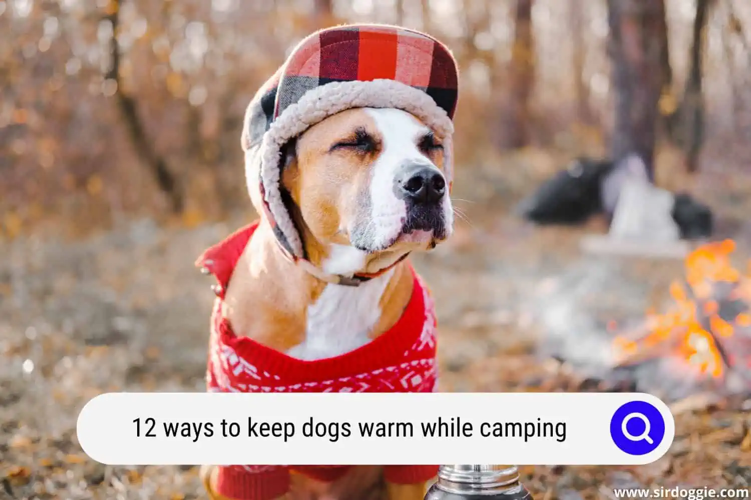 keep dog warm while camping