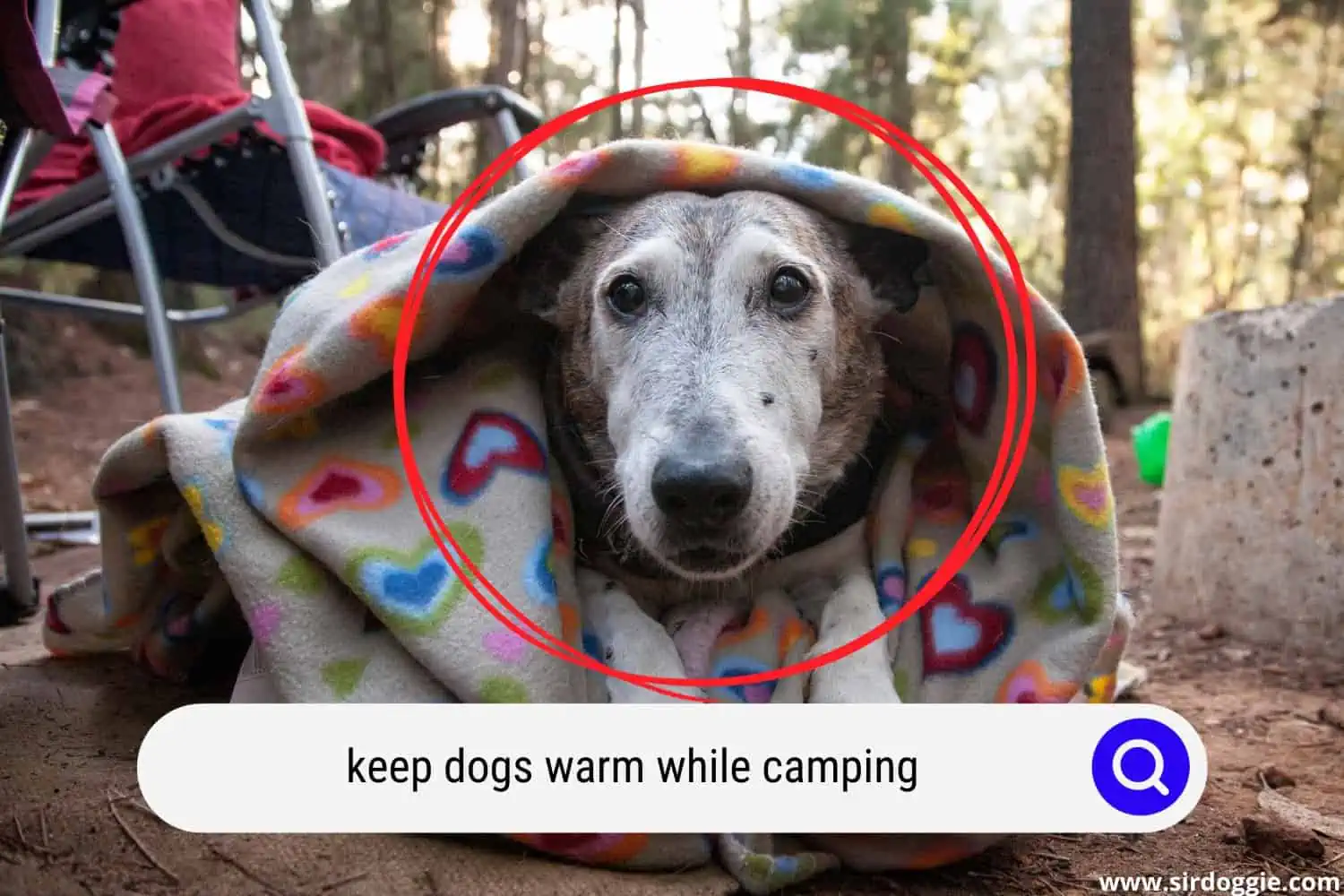dog covered with blanket while in camping