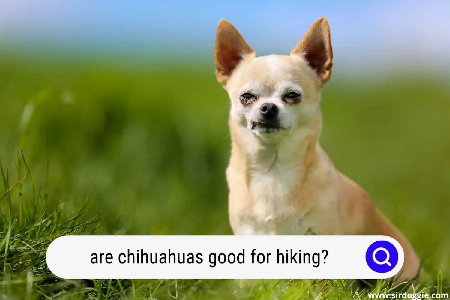 are chihuahuas good for hiking