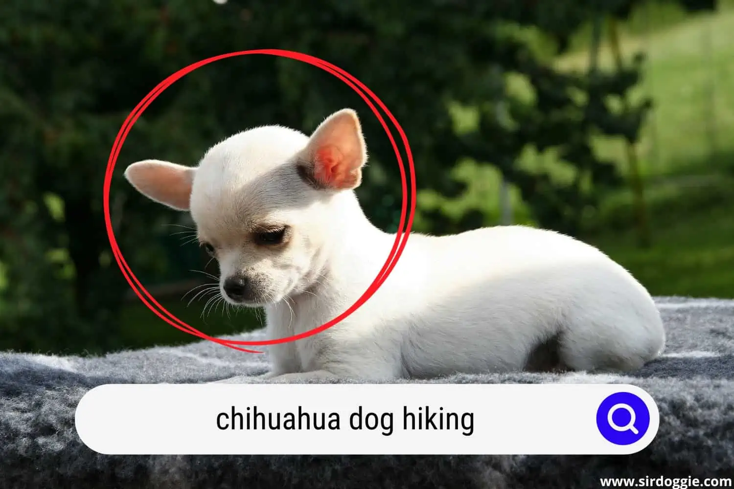 chihuahua dog hiking