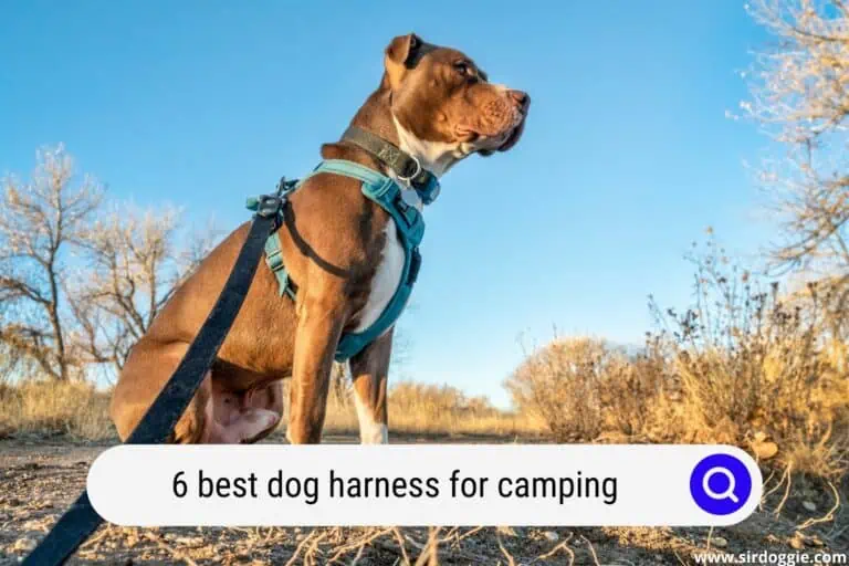 6 Best Dog Harness for Camping for 2023