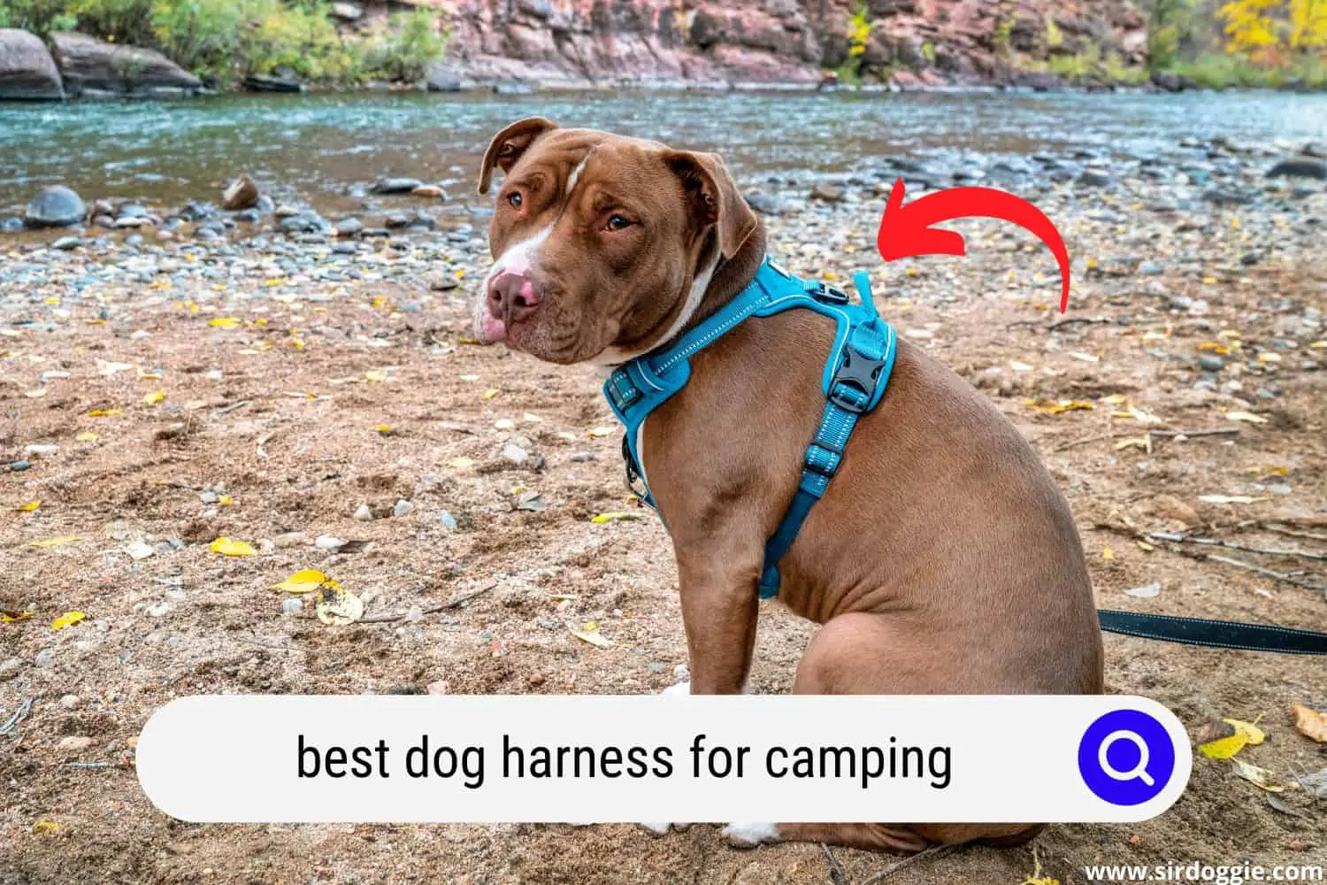 best dog harness for camping