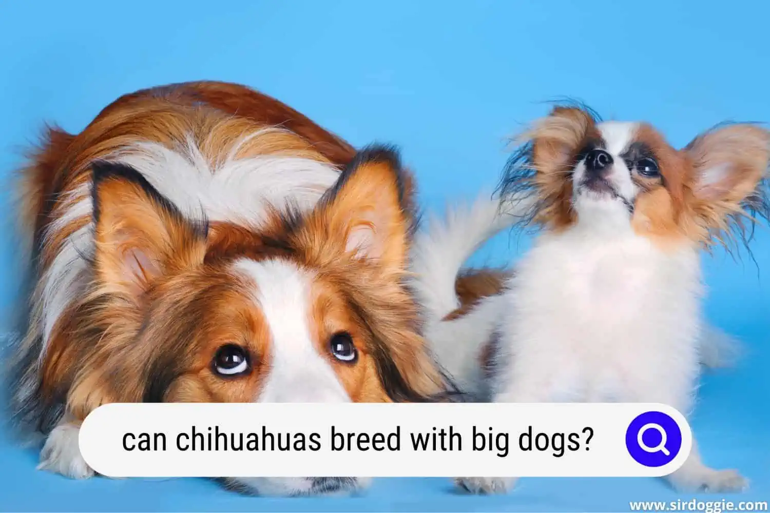 can chihuahuas breed with big dogs