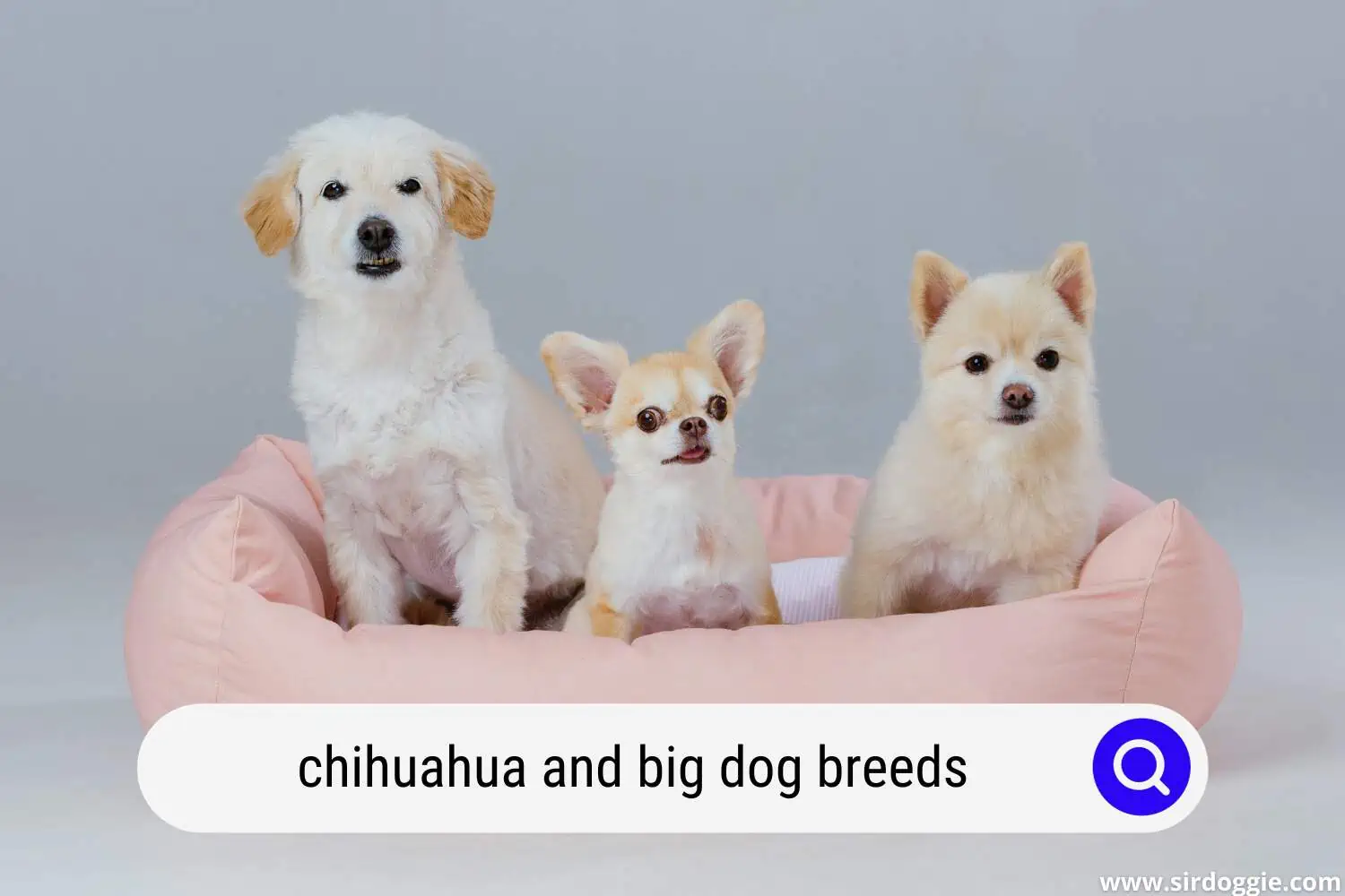 chihuahua and big dog breeds