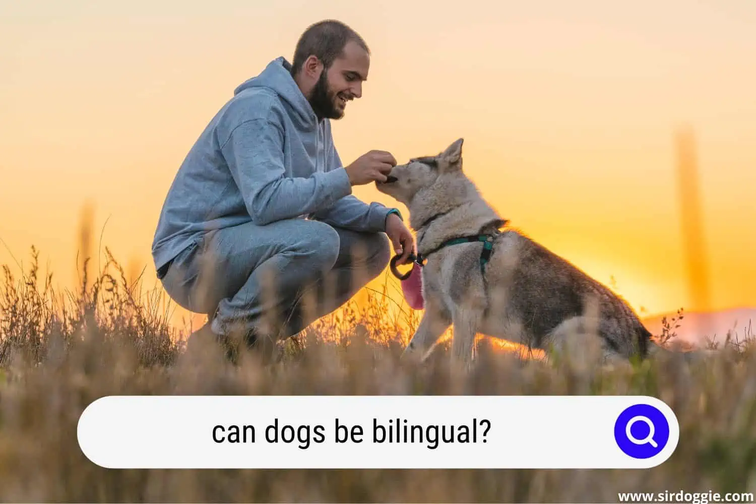 can dogs be bilingual