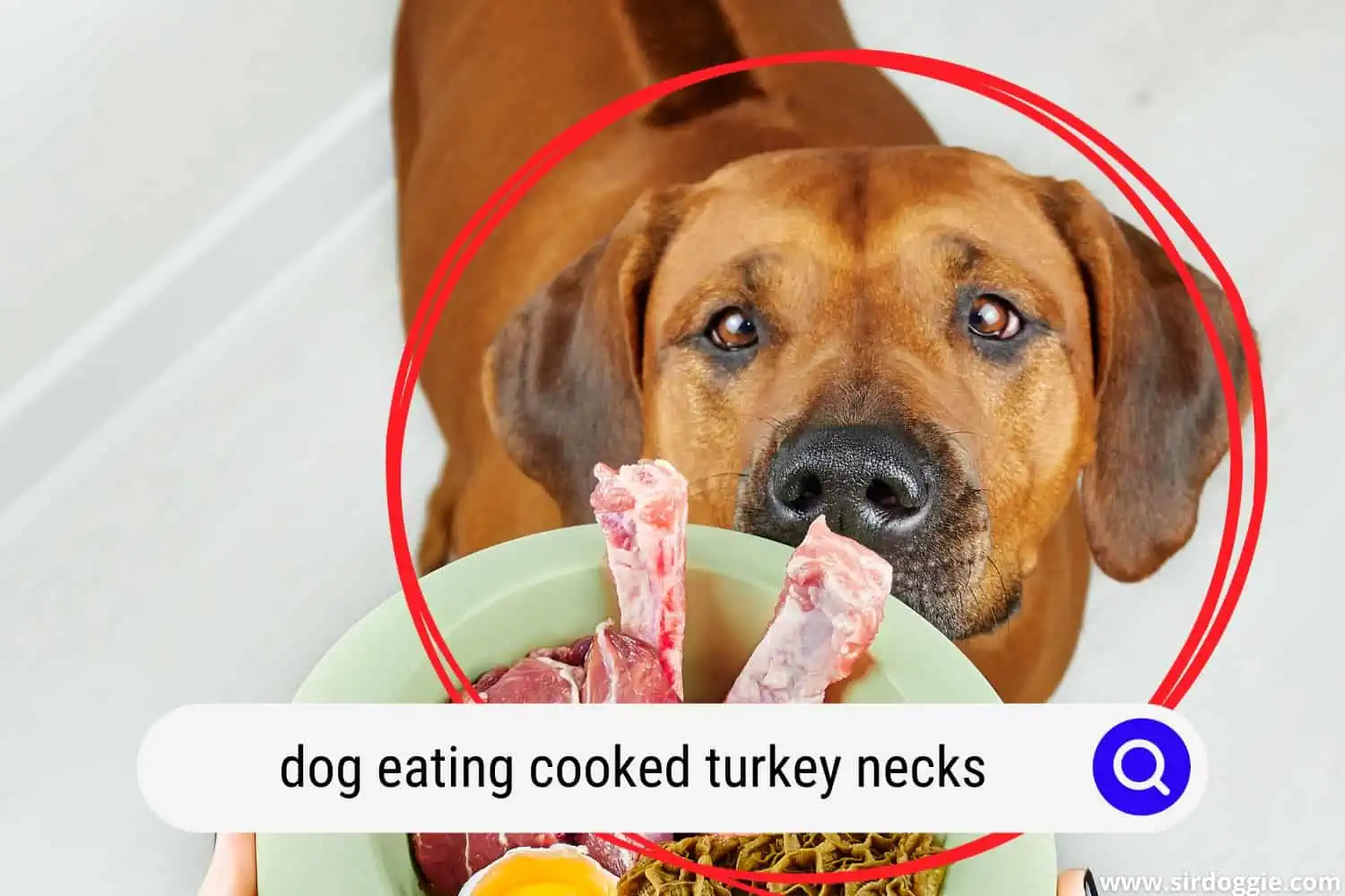 dog eating cooked turkey necks