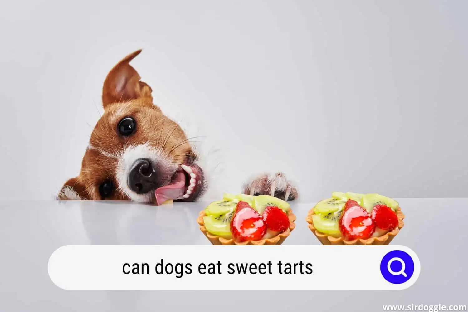 can dogs eat sweet tarts