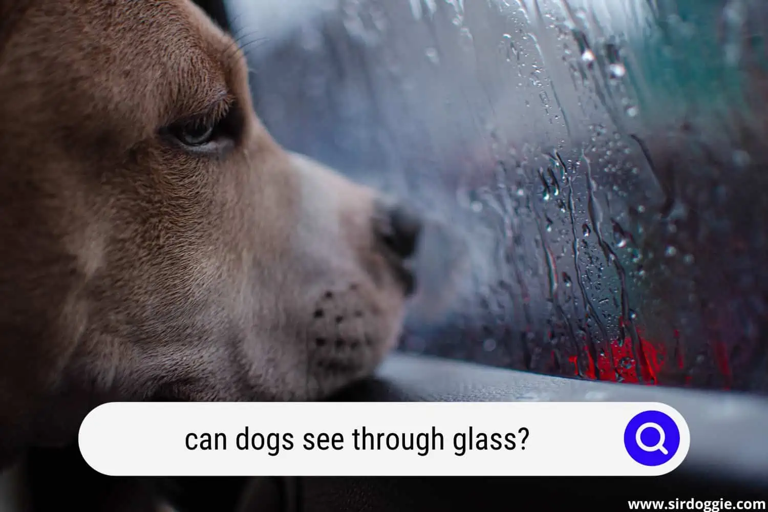 can dogs see through glass