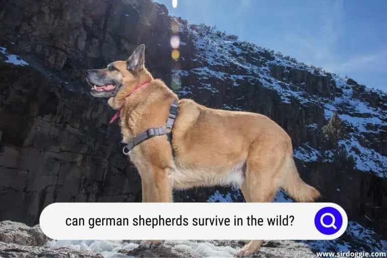 Can German Shepherds Survive In The Wild?