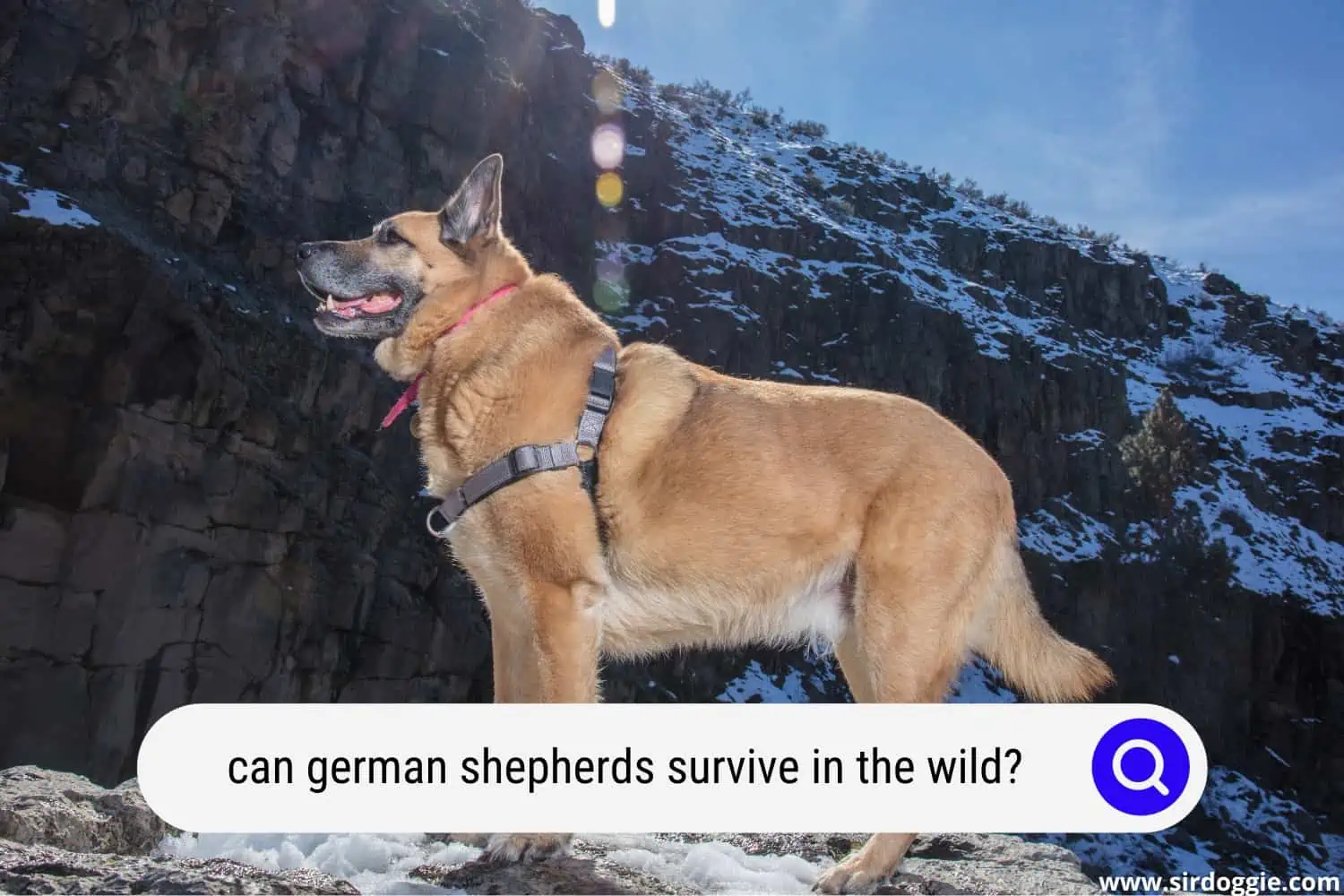 can german shepherds survive in the wild