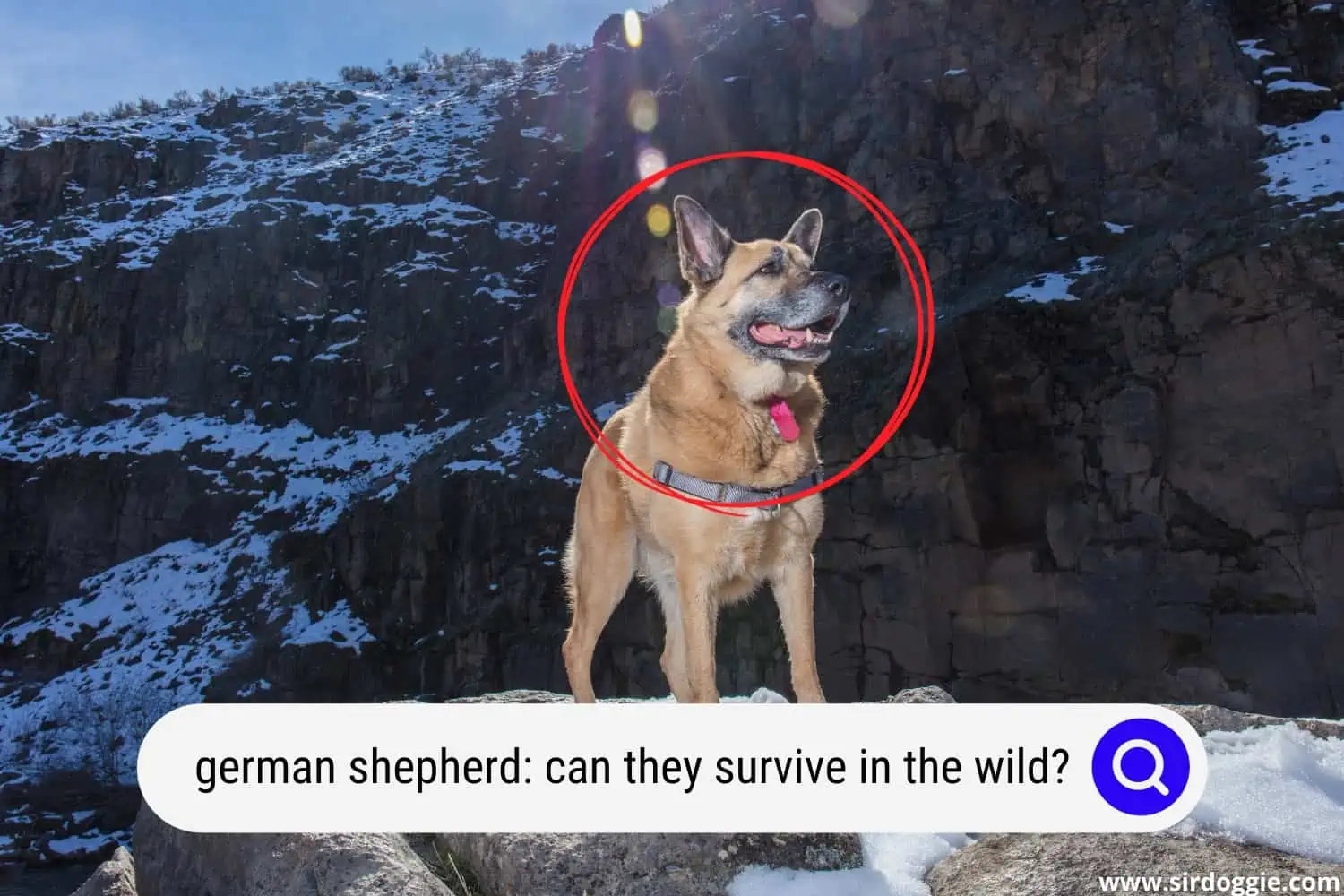 german shepherd dog in the wild