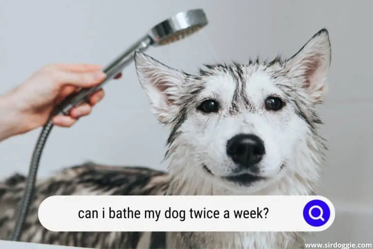 Can I Bathe My Dog Twice a Week?